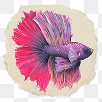 Siamese fighting fish png sticker, ripped paper, transparent background