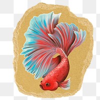 Siamese fighting png fish sticker, ripped paper on transparent background