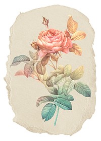 Gradient rose png flower sticker, ripped paper on transparent background