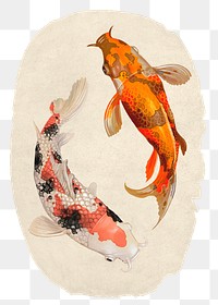 Koi fish png sticker, ripped paper, transparent background