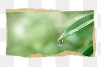 Water drop png leaf environment sticker, ripped paper, transparent background