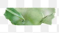 Water drop png leaf environment sticker, washi tape, transparent background