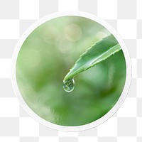 Water drop png leaf sticker, environment in circle frame, transparent background