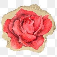 Red rose flower png sticker, ripped paper, transparent background