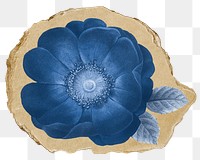 Blue anemone flower png sticker, ripped paper, transparent background