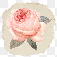 Pink rose flower png sticker, ripped paper, transparent background