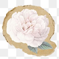 White flower png sticker, ripped paper on transparent background