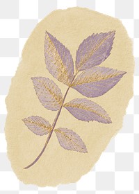 Aesthetic leaf branch png sticker, ripped paper, transparent background