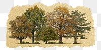 Autumn trees png sticker, ripped paper, transparent background