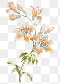 Orange flower png sticker, illustration on transparent background