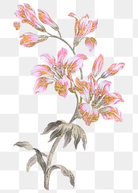 Pink flower png sticker, illustration on transparent background