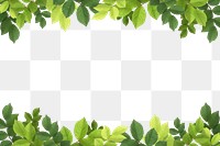 Green leaf png border frame, transparent background