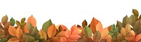 Autumn leaf png border sticker, transparent background