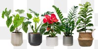 Houseplants png sticker, home decor on transparent background