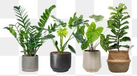 Houseplants png sticker, home decor on transparent background