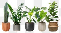 Houseplants png sticker, home decor on transparent background