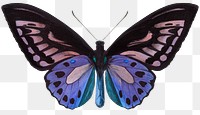 Aesthetic butterfly png sticker, animal on transparent background