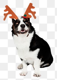 Dog png wearing reindeer antlers sticker, Christmas image, transparent background