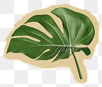 Monstera leaf  png sticker, houseplant ripped paper, transparent background