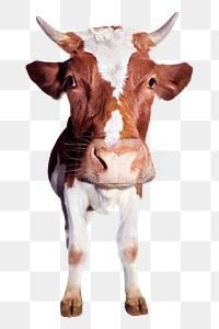 Guernsey cattle png sticker, farm animal, transparent background