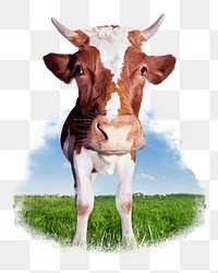 Guernsey cattle png sticker, farm animal, transparent background