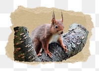 Wild squirrel png sticker, ripped paper, transparent background