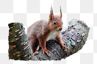 Wild squirrel png sticker, animal, transparent background