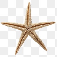 Starfish skeleton png sticker, aquatic animal cut out, transparent background