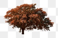 Autumn tree png sticker, transparent background