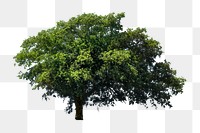 Green tree png sticker, transparent background