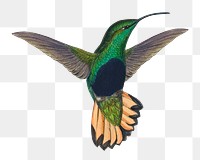 Vintage hummingbird png sticker, animal, transparent background