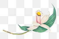 Vintage flower png sticker, buff-tailed velvet breast, transparent background