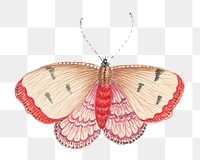 Vintage butterfly png sticker, transparent background