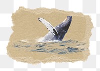 Whale png sticker, ripped paper, transparent background