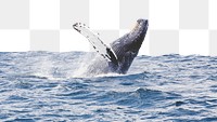 Whale png border sticker, animal, transparent background