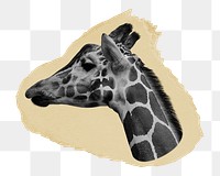 Giraffe head png ripped paper sticker, wild animal graphic, transparent background