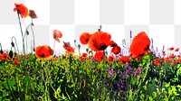 Red poppies png border sticker, nature on transparent background