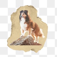 Sheltie dog png sticker, ripped paper, transparent background