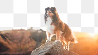 Sheltie dog png border, animal, transparent background