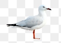 White seagull png bird sticker, animal photo, transparent background