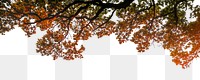 Autumn tree png border sticker, nature on transparent background