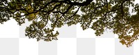 Tree png border sticker, nature on transparent background