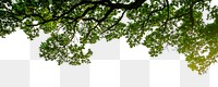 Tree png border sticker, nature on transparent background