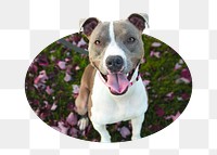 Pit Bull png dog badge sticker, pet photo, transparent background