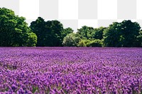 Lavender field png border, transparent background