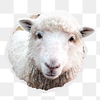 Sheep head png sticker, farm animal photo in ripped paper badge, transparent background