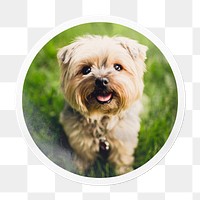 Png Silky Terrier puppy sticker, pet in circle frame, transparent background