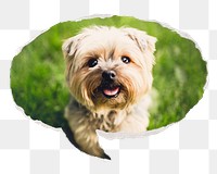 Png Silky Terrier pet puppy sticker, ripped paper speech bubble, transparent background