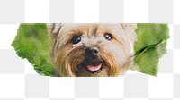 Png Silky Terrier pet puppy sticker, washi tape, transparent background