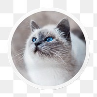 Ragdoll cat png sticker, pet in circle frame, transparent background